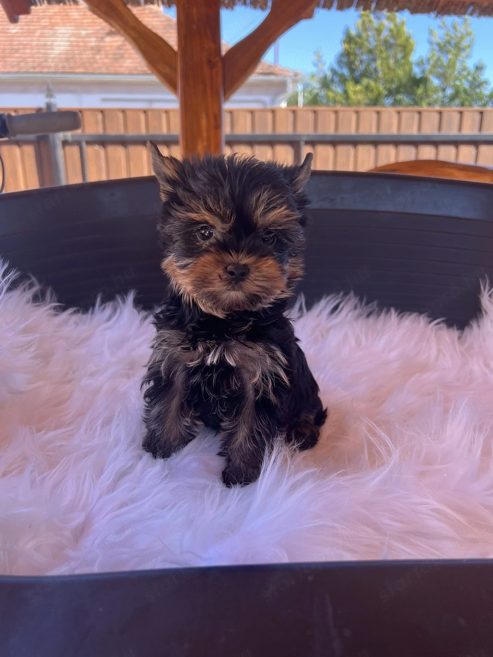 yorkshire terrier kutyus