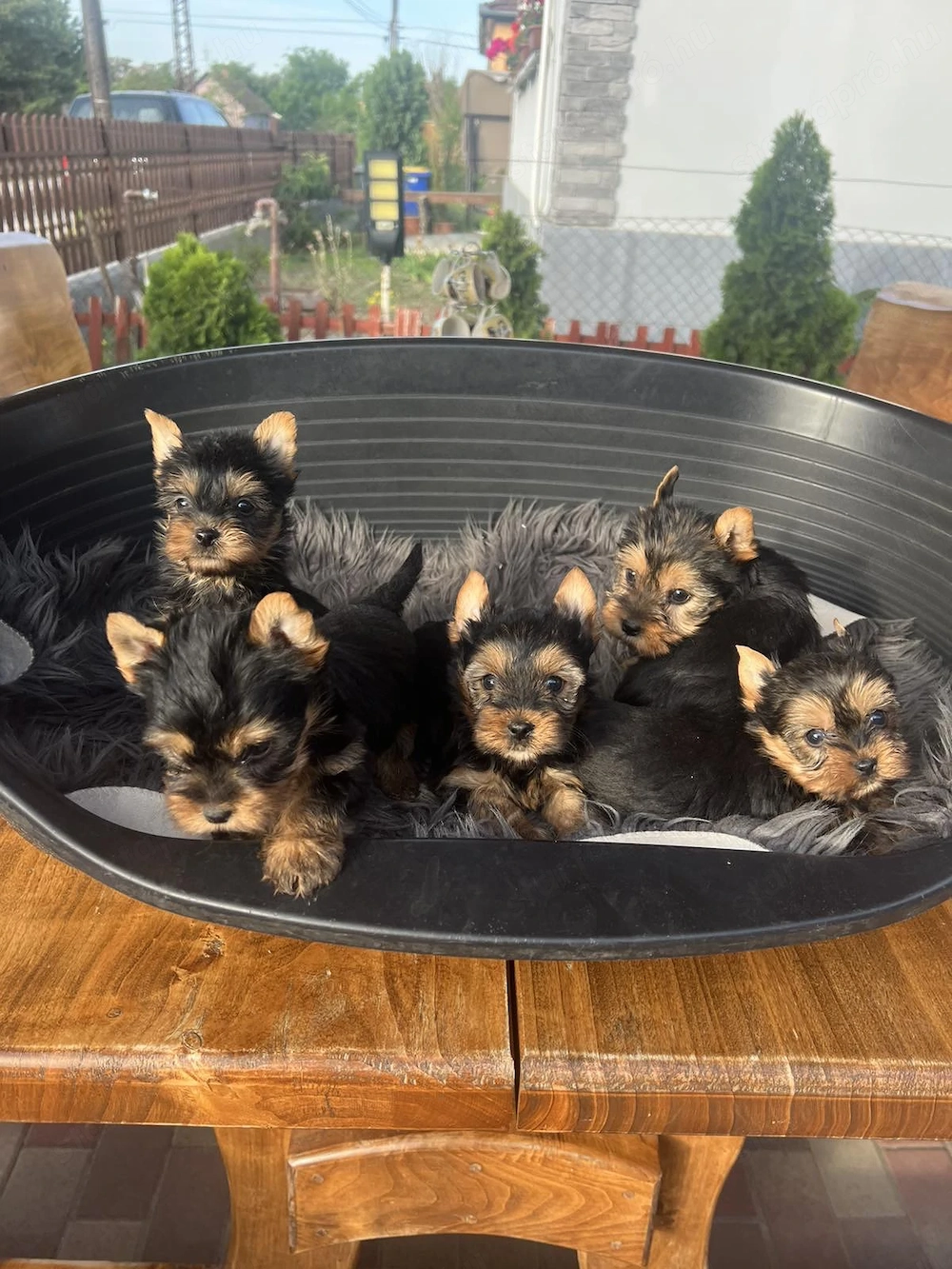 yorkshire terrier kutyusok