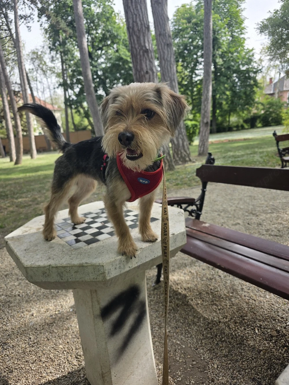 yorki kutya