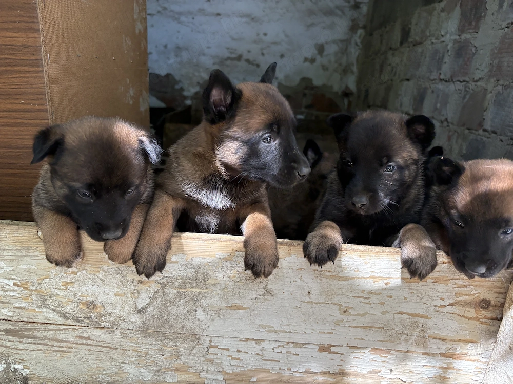 Fajtatiszta belga juhász kölykök (Malinois)