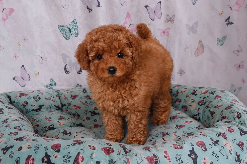 törpe uszkár kiskutyák eladó toy uszkár poodle 
