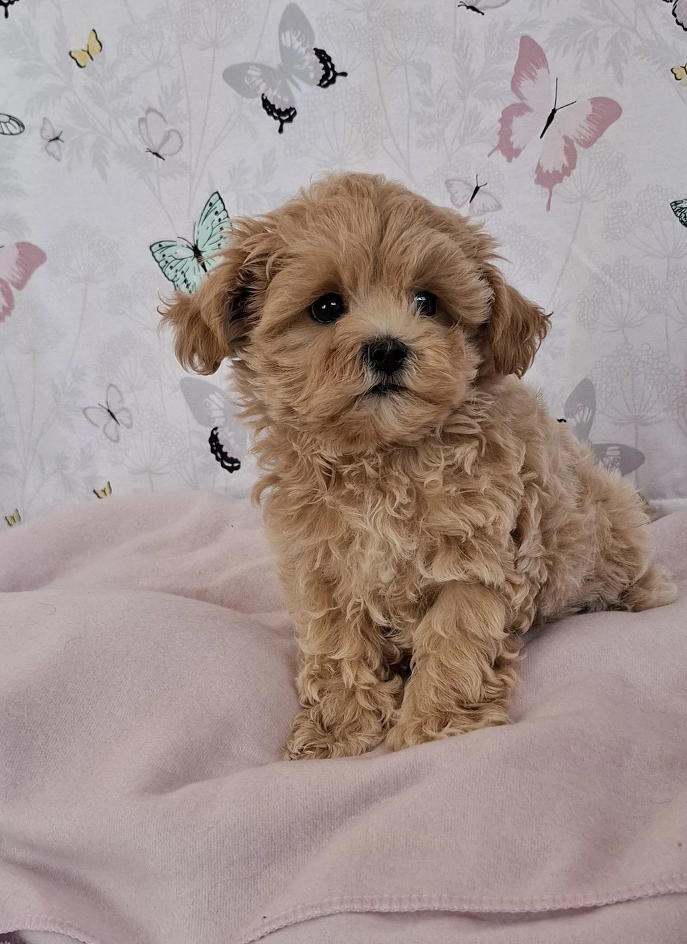 mini maltipoo babák  toy uszkár  - máltai selyem 
