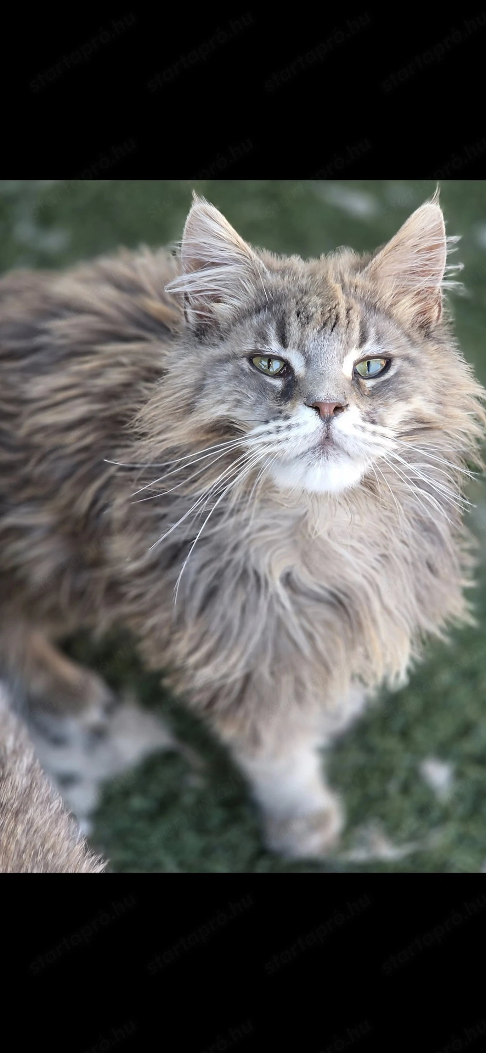 Maine coon kandúr cica 