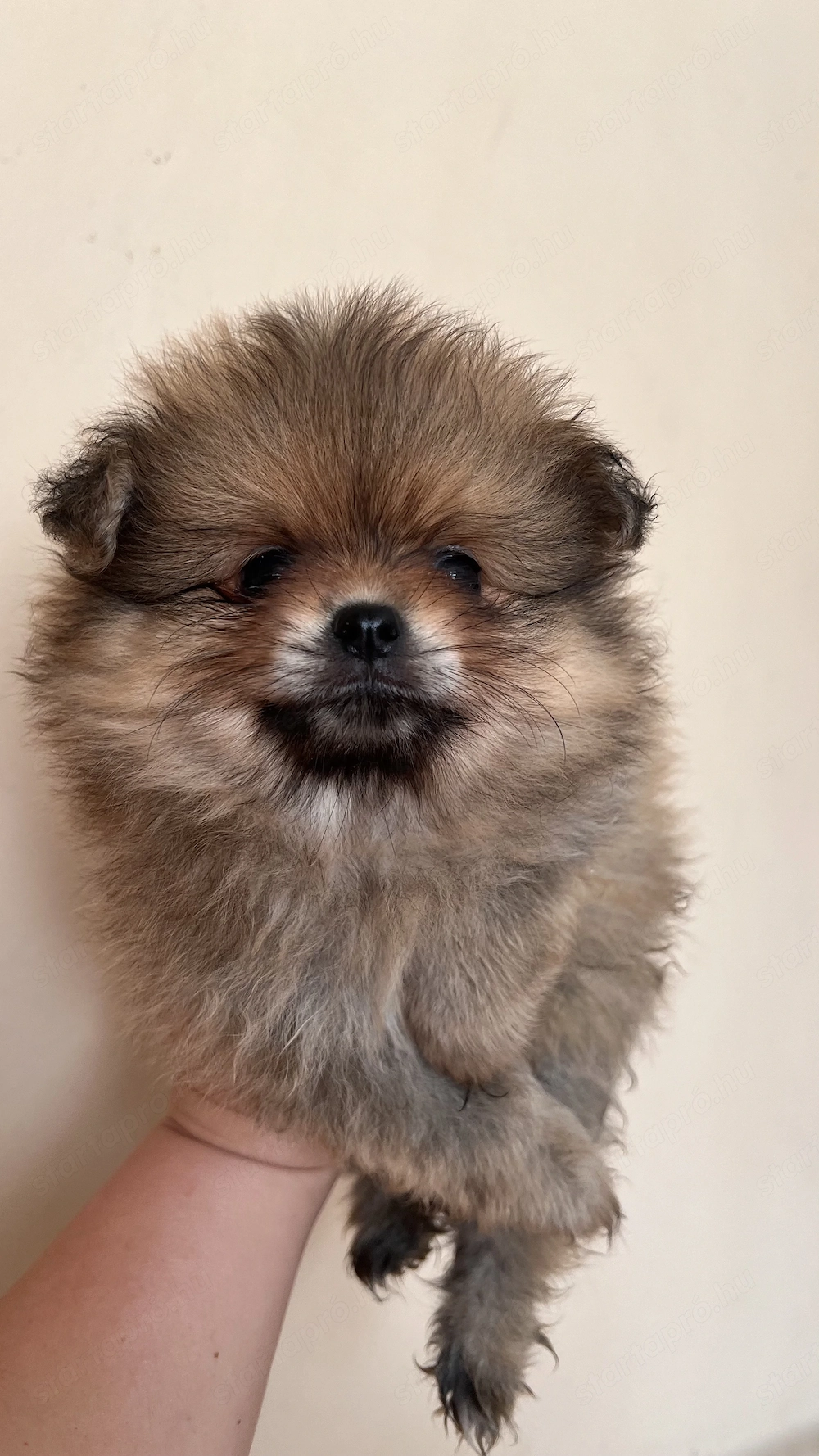 Két tündéri Pomerániai kislány és kisfiú álomgazdit keres! 