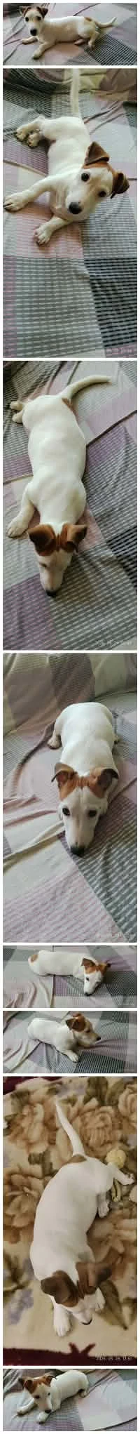 Jakc Russel Terrier kan kiskutya