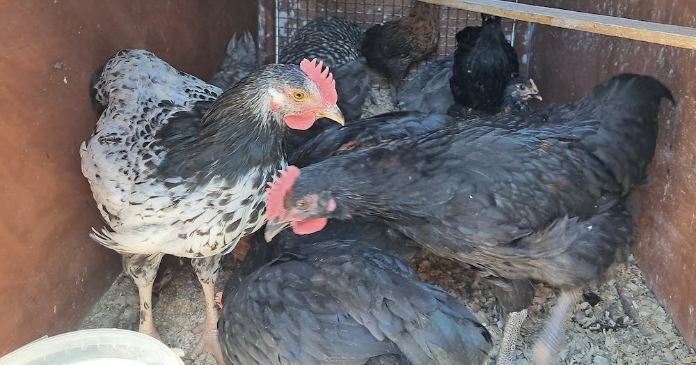 Australorp keverék kakasok ingyen