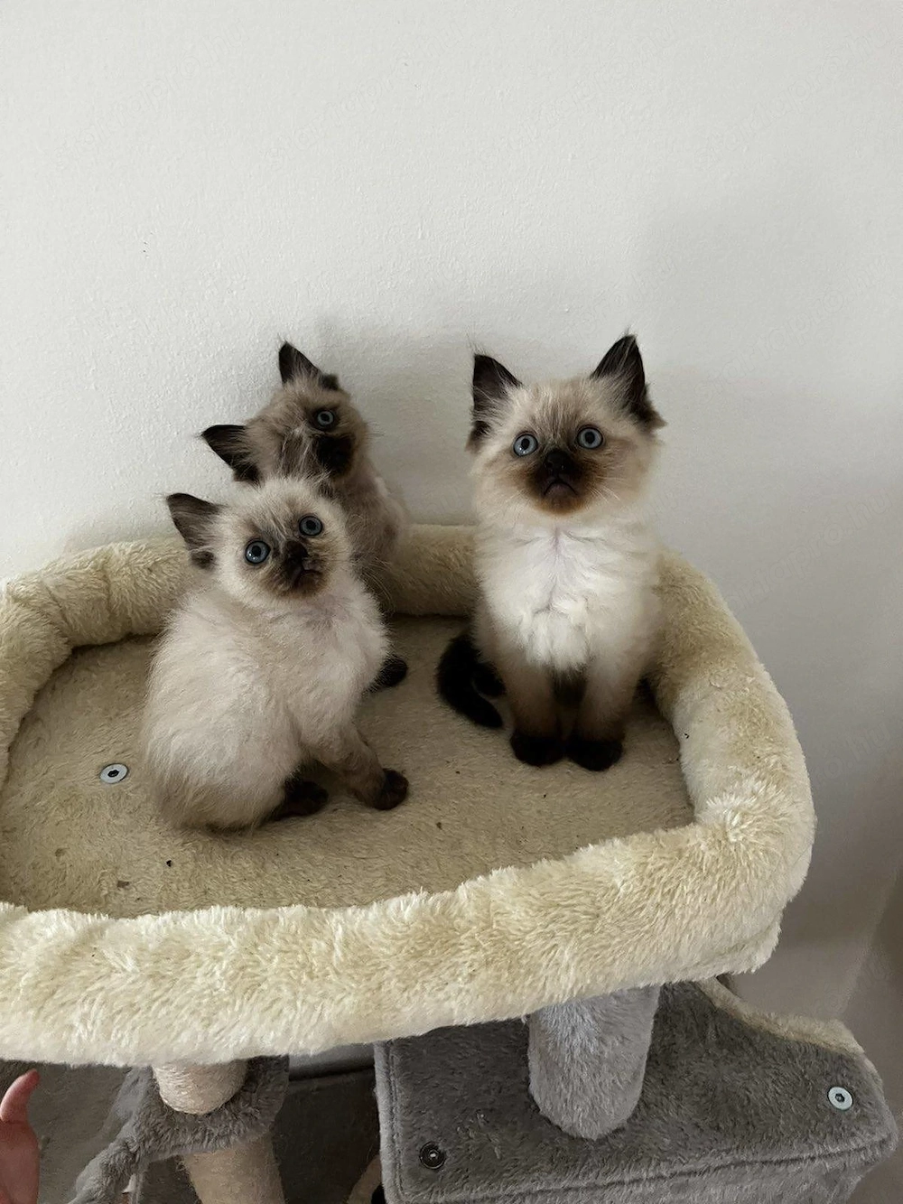 Ragdoll cica