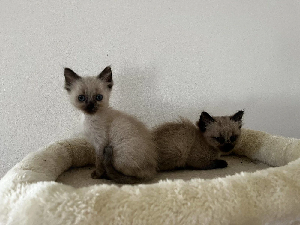 Ragdoll cica Blue Mink