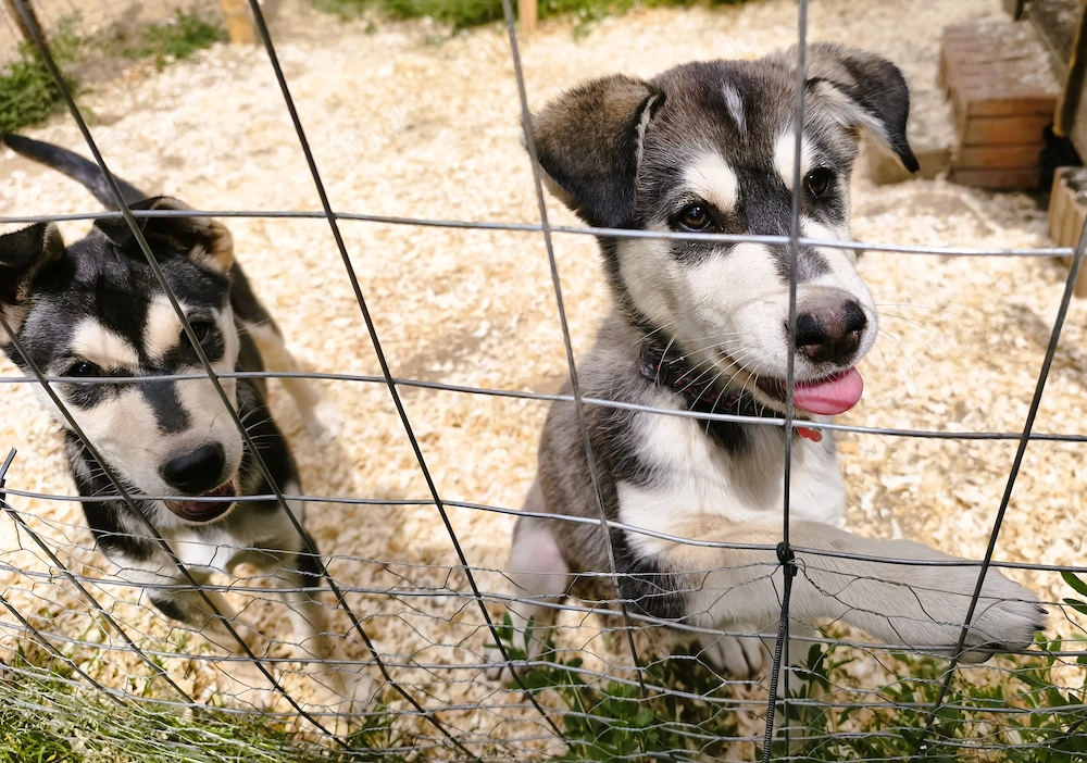  Husky kan, oltva, féregtelenítve, kiskönyvvel 