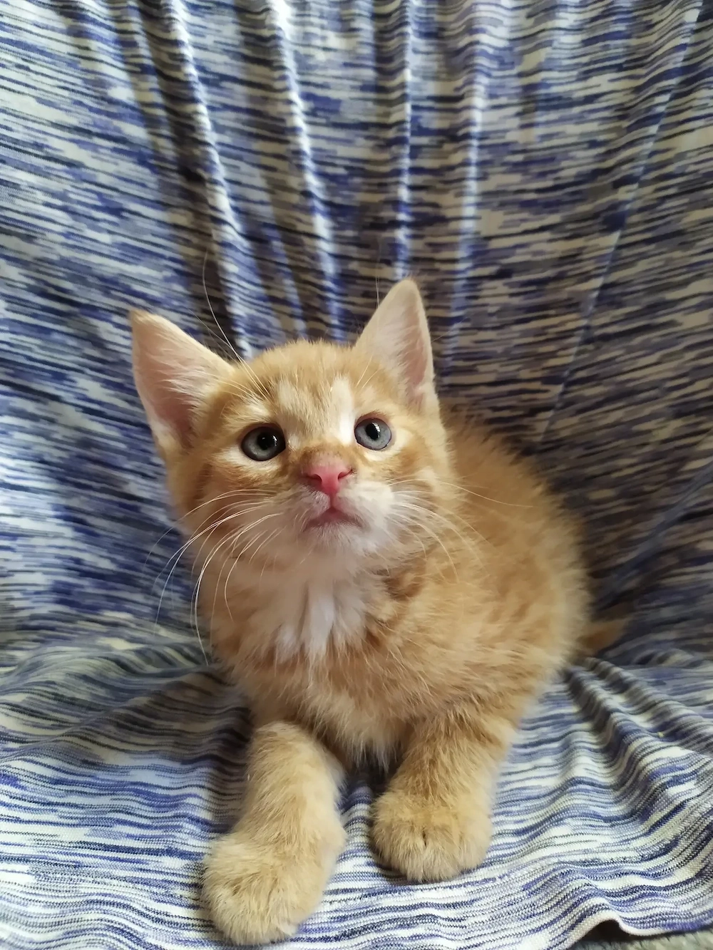 Maine coon keverék kiscicák