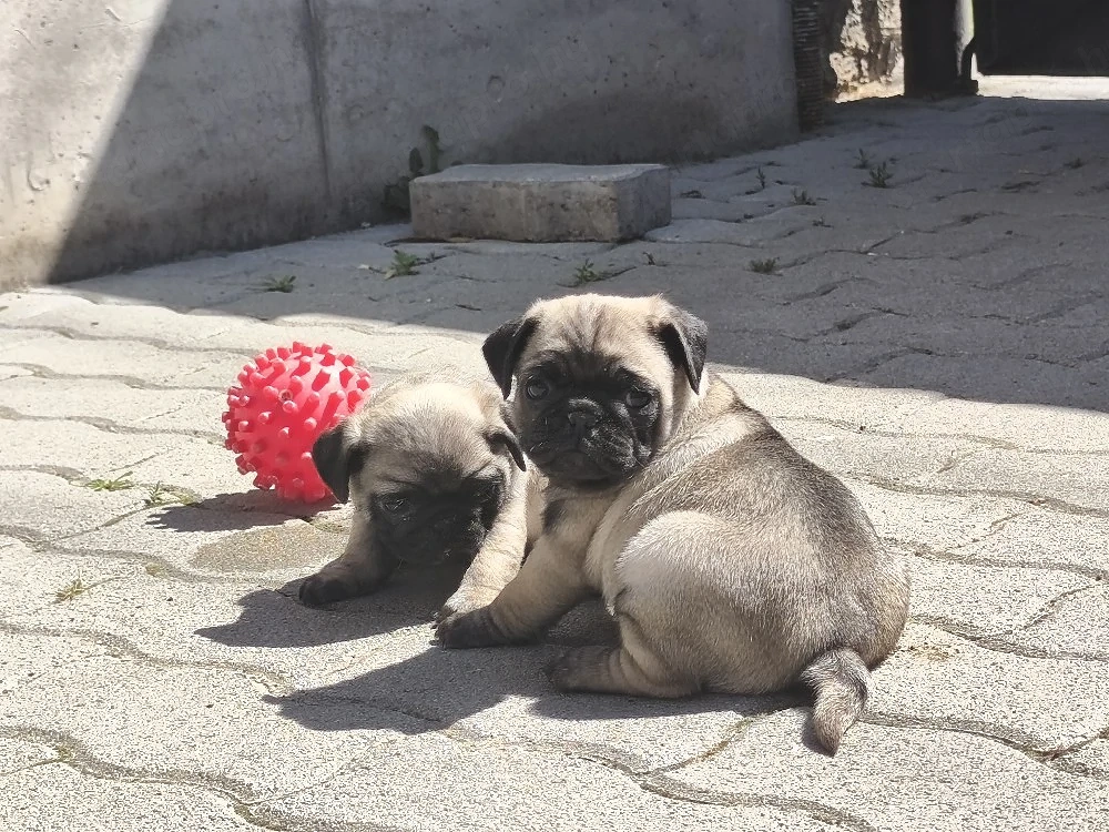 Mopsz kiskutyák eladó