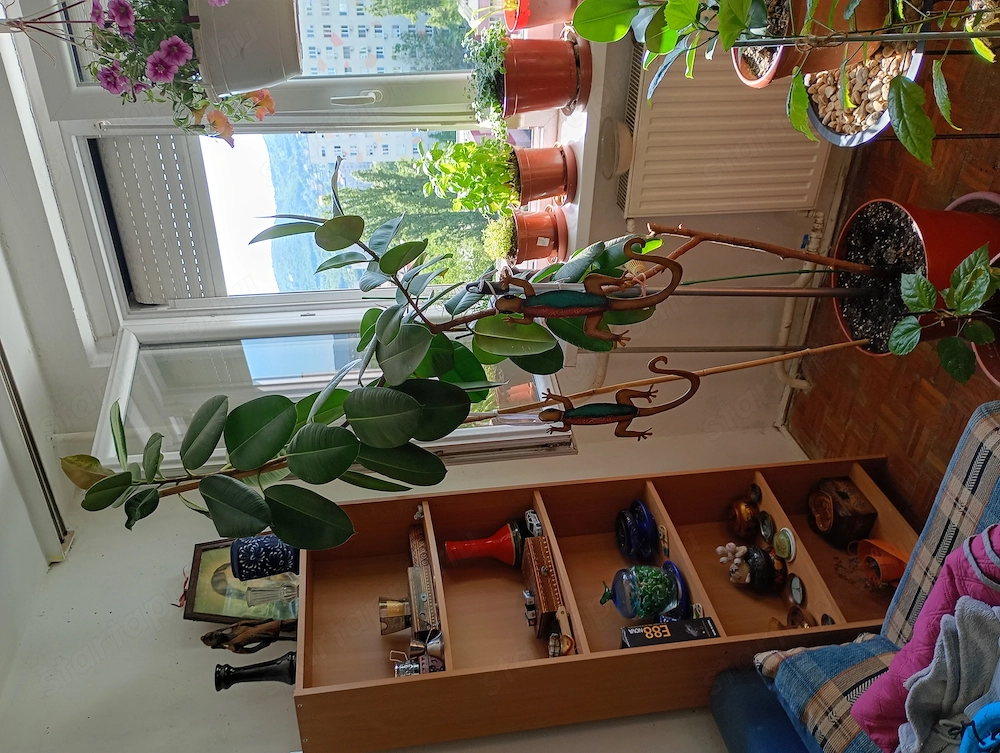 20 éves szobát kinövő szobafikusz Ficus elastica 65000ft óbuda magassága 2 méter személyesen óbudán 