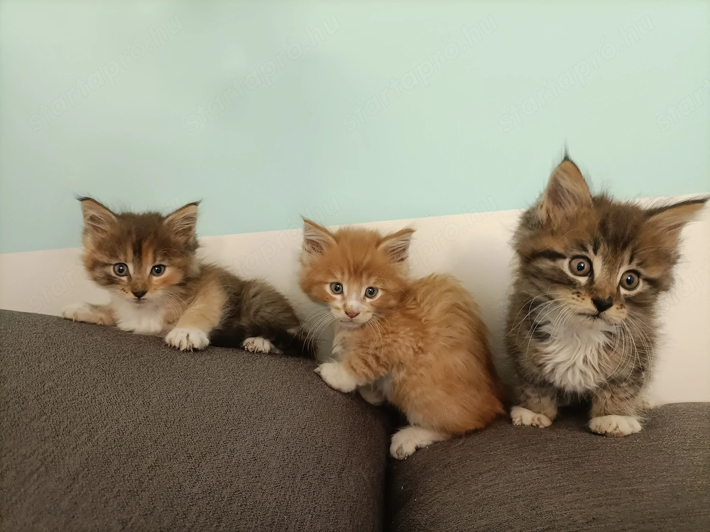 Törzskönyvezett szülőktől Maine coon kiscicák 