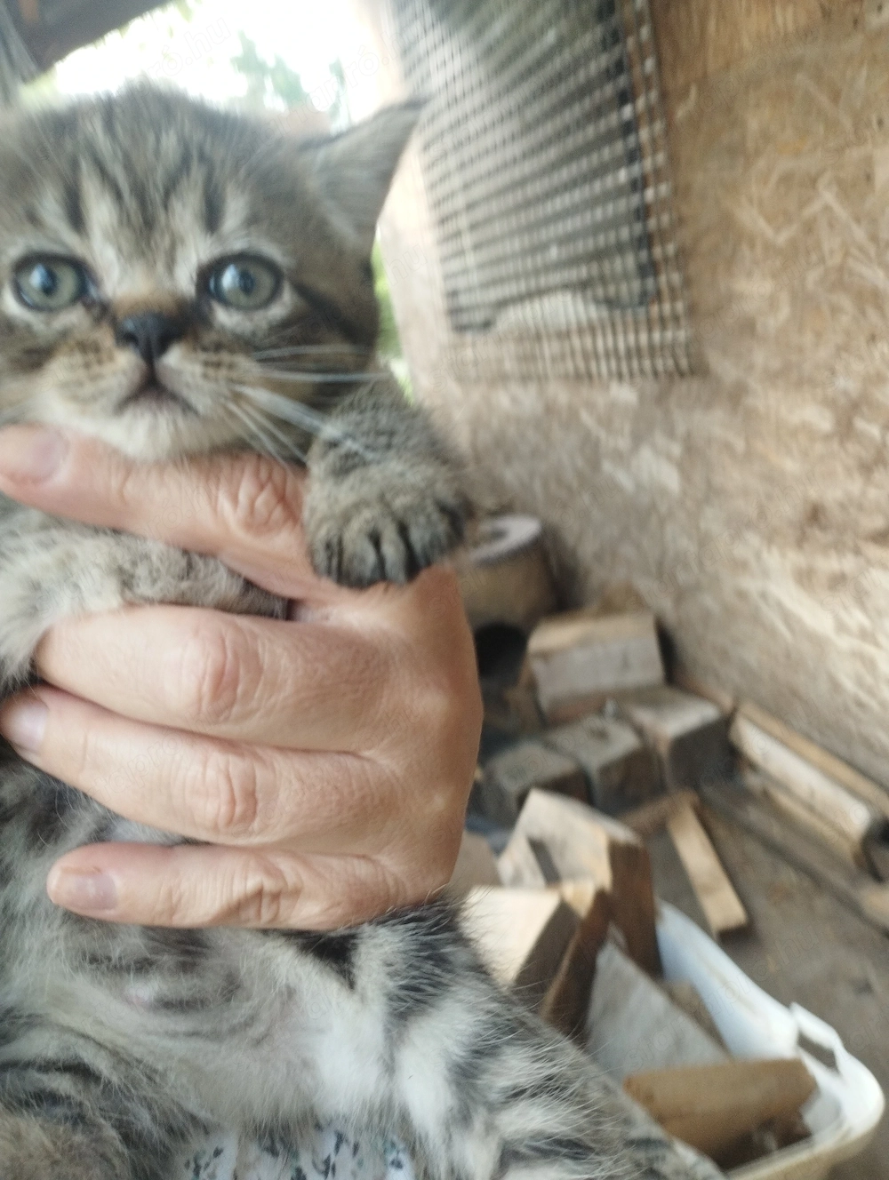 Perzsa kiscica