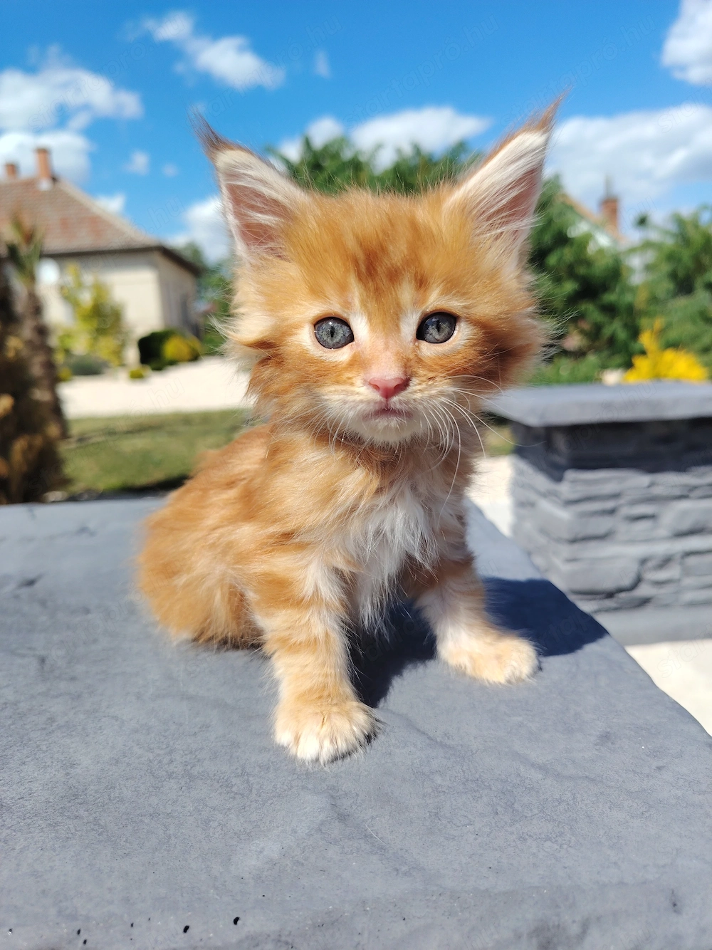 Maine coon kölyökcicák