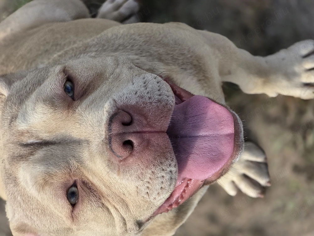 American bully kiskutya 