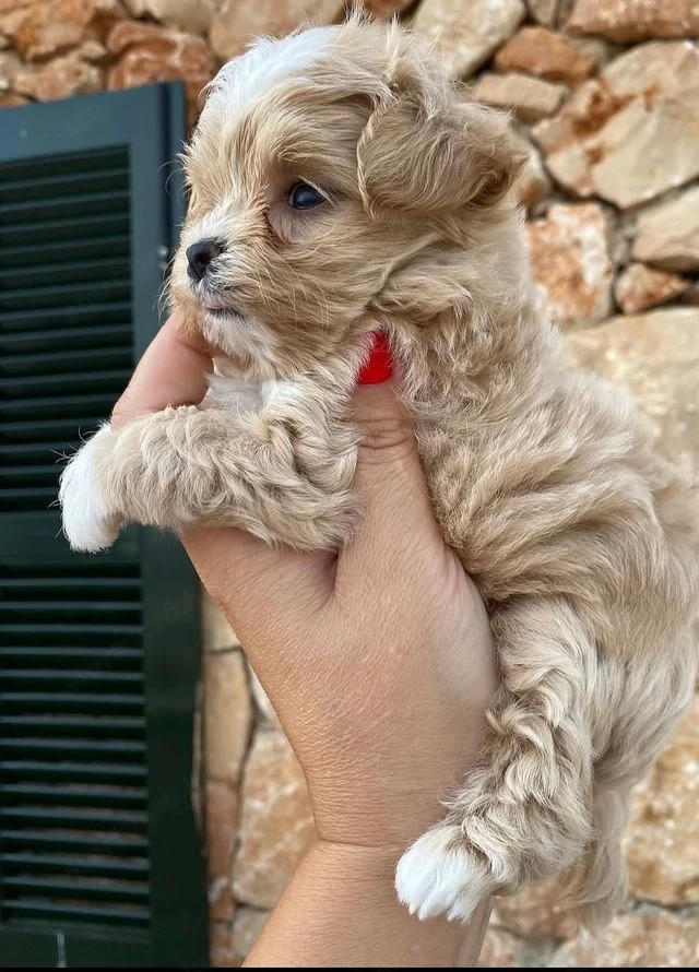 maltipoo kölykök