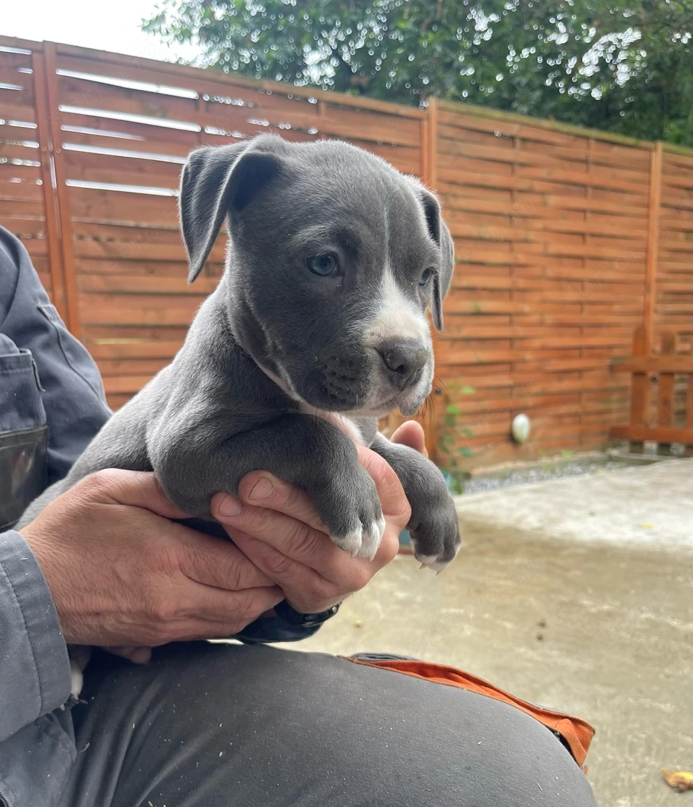 Kék Amerikai Staffordshire terrier kiskutya Amstaff kisfiú
