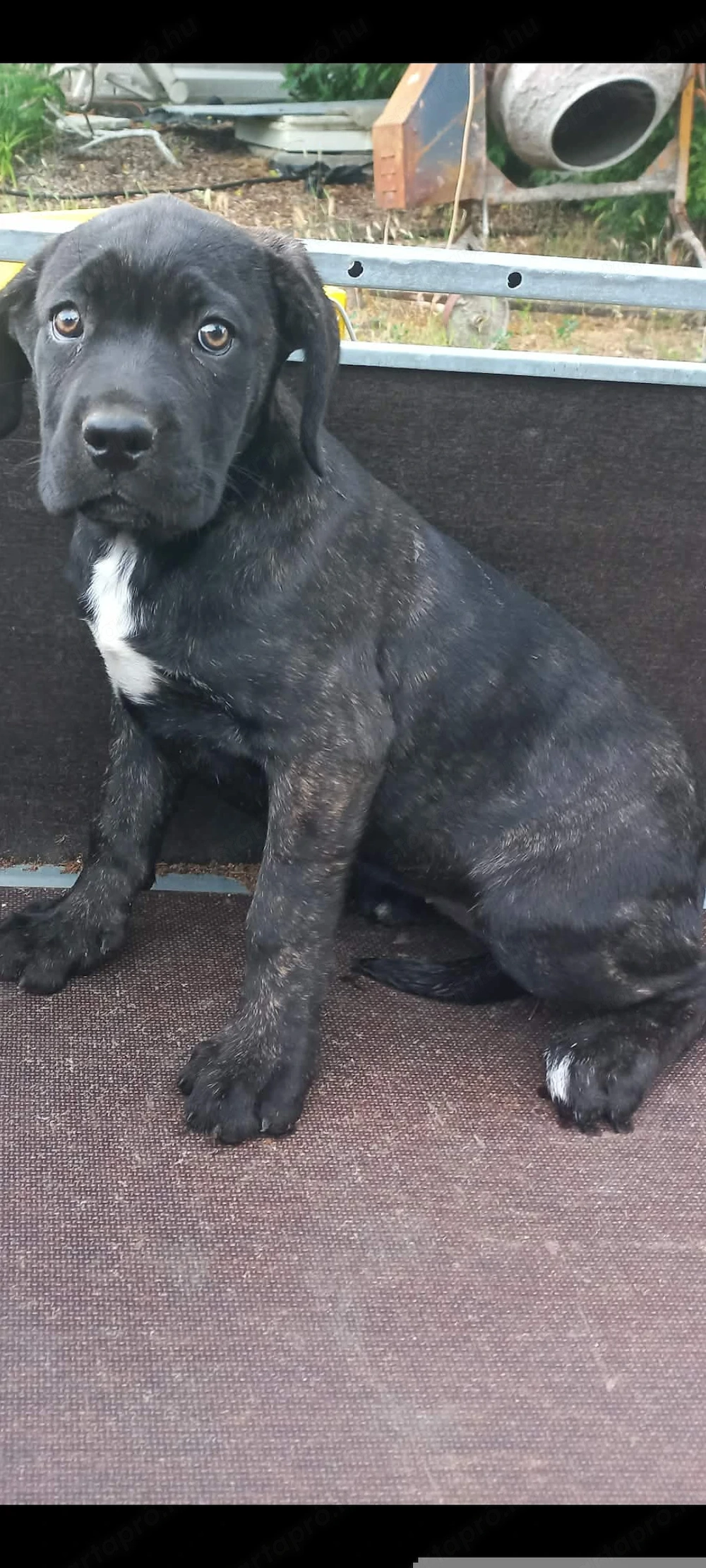 Cane corso kiskutya eladó 
