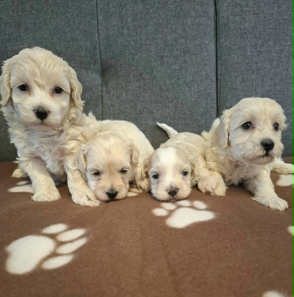 Maltipoo fajtatiszta jellegű szuka kiskutyák foglalhatóak 