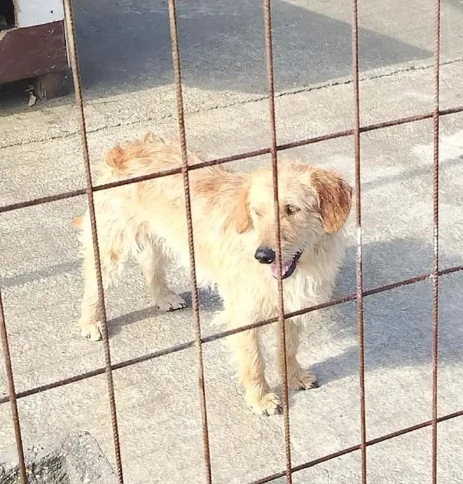A jászladányi gyepmesteri telep gazdakeresői sos