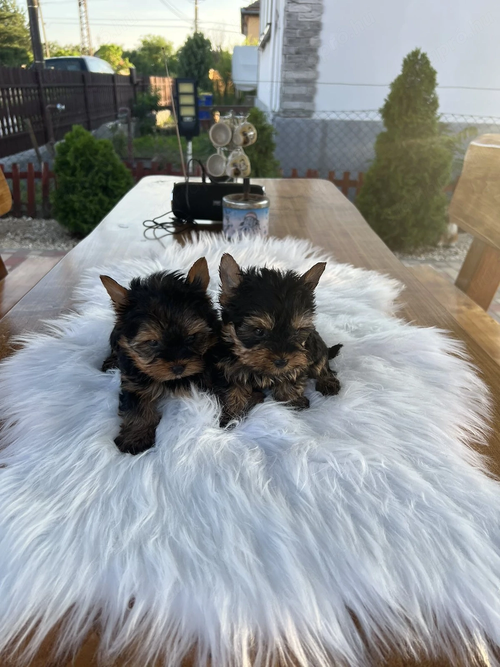 yorkshire terrier kutyus