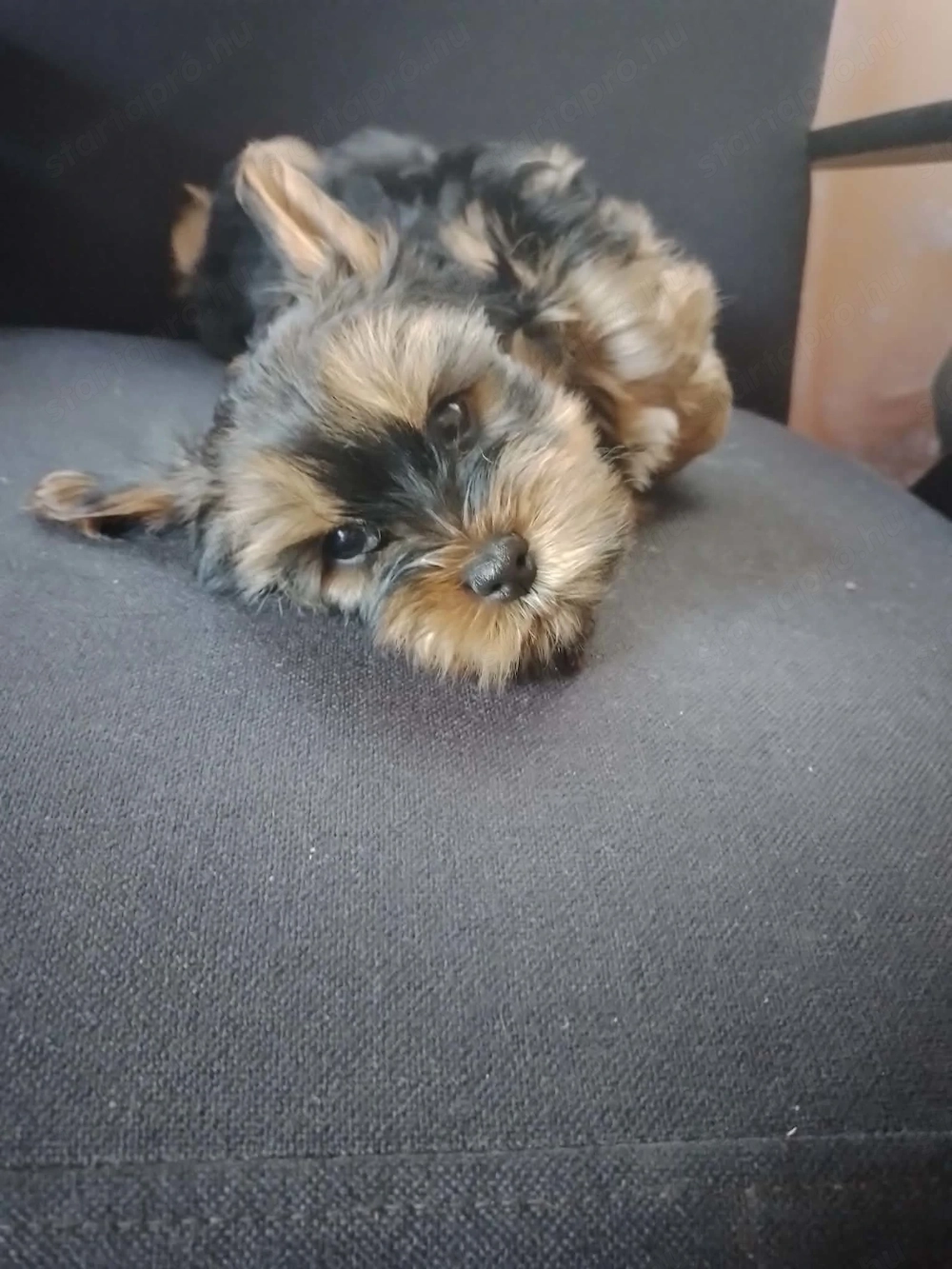 Yorkshire terrier