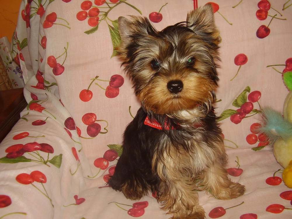 Yorki- Yorkshire terrier tündéri kiskutyák eladók!