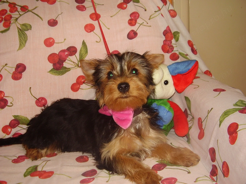Yorki-yorkshire terrier kislány