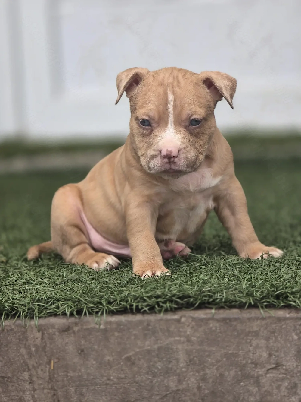 American bully kiskutyák 
