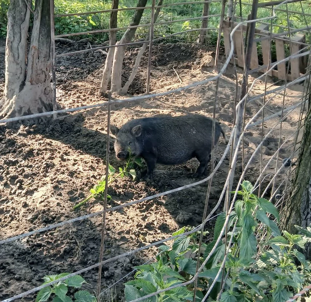 Mangalica és csüngő disznók