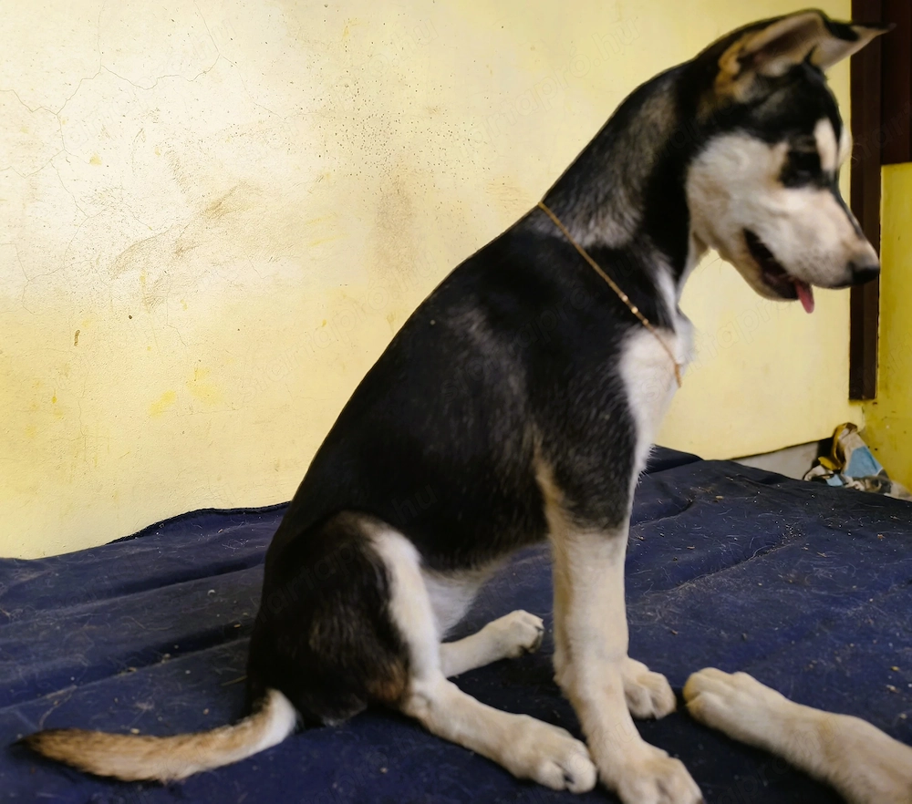 Husky - Rottweiler szuka, oltva, féregtelenítve, kiskönyvvel