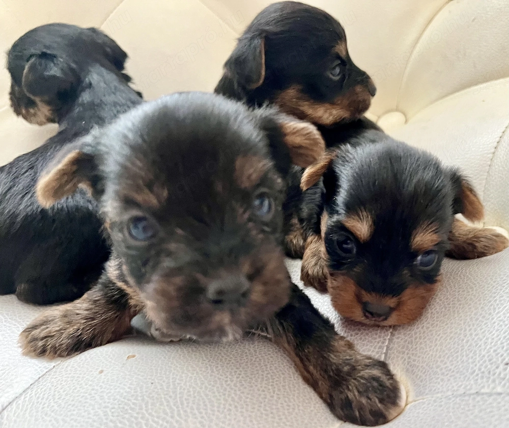Yorkie kiskutyák foglalhatók, eladók !