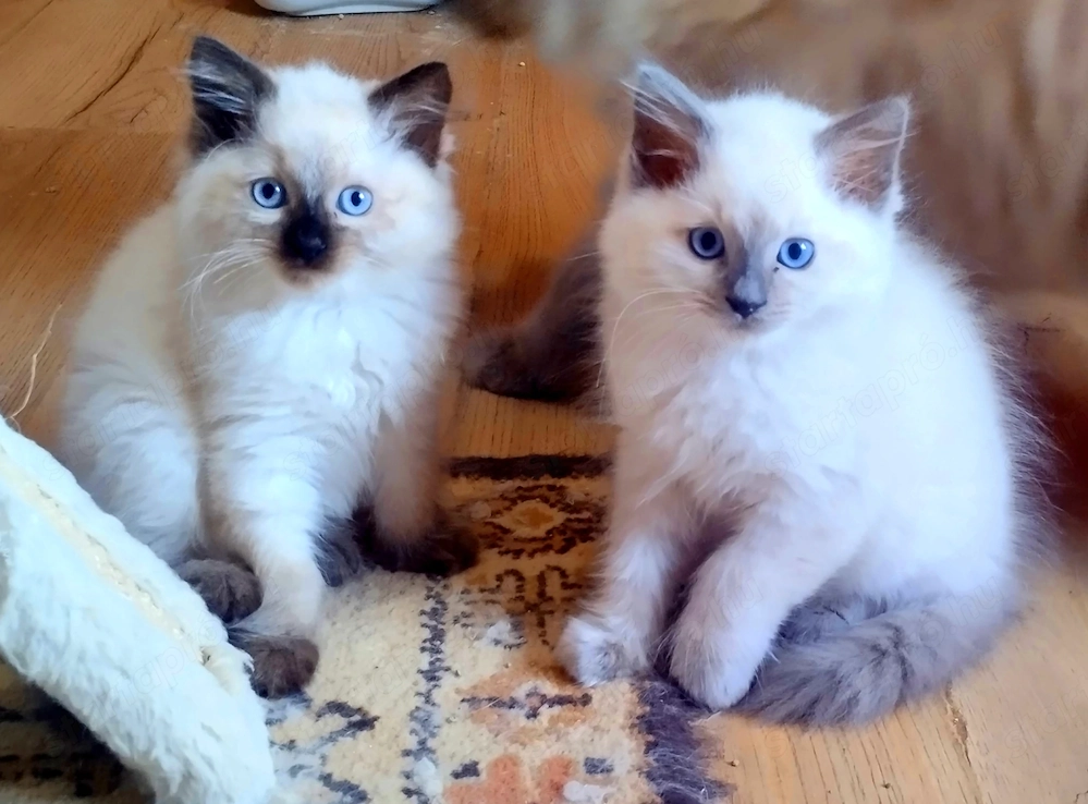 Ragdoll kandúr foglalható 2026.03.28.