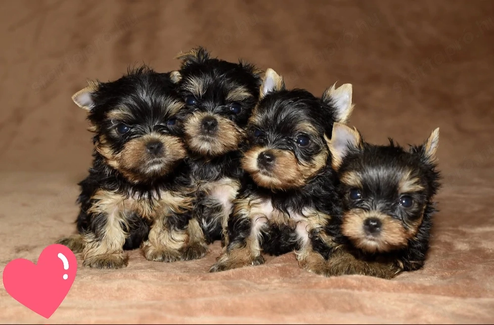 Mini méretű yorkshrie terrier kölykök 