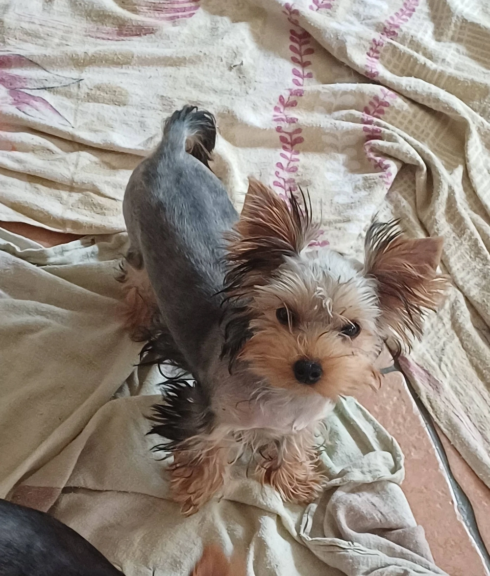 yorkshire terrier kiskutyák