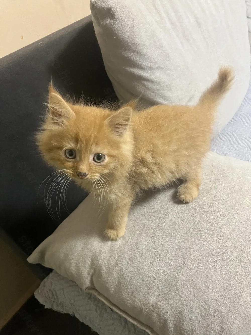Maine Coon kiscicák