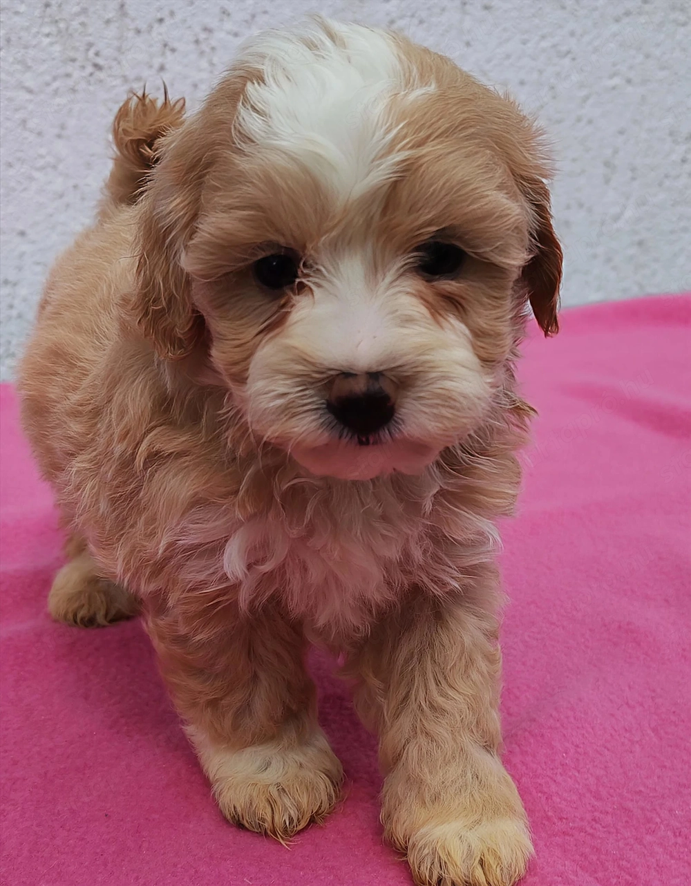 Maltipoo fiúk lanyok egyaránt kiegyensúlyozott macis bujos kutyasok