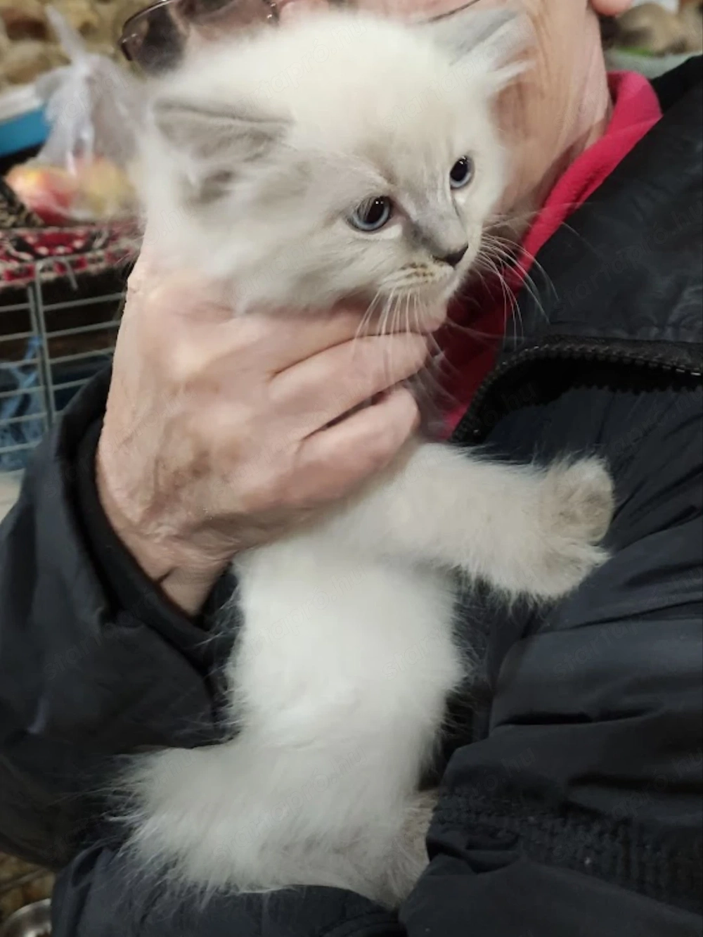 Ragdoll kölykök