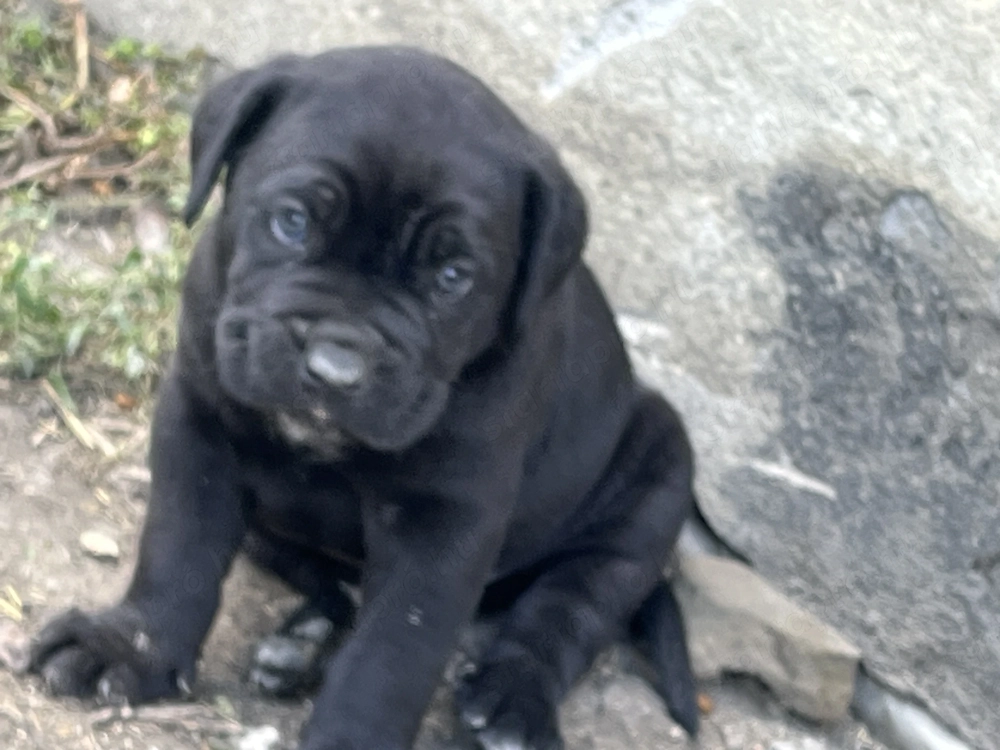 Cane corso kisfiu eladó