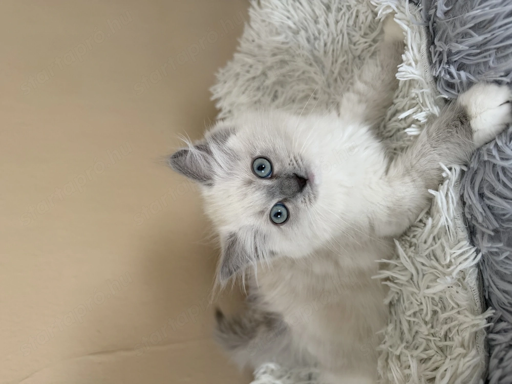 Blue mitted Törzskönyves Ragdoll kislány