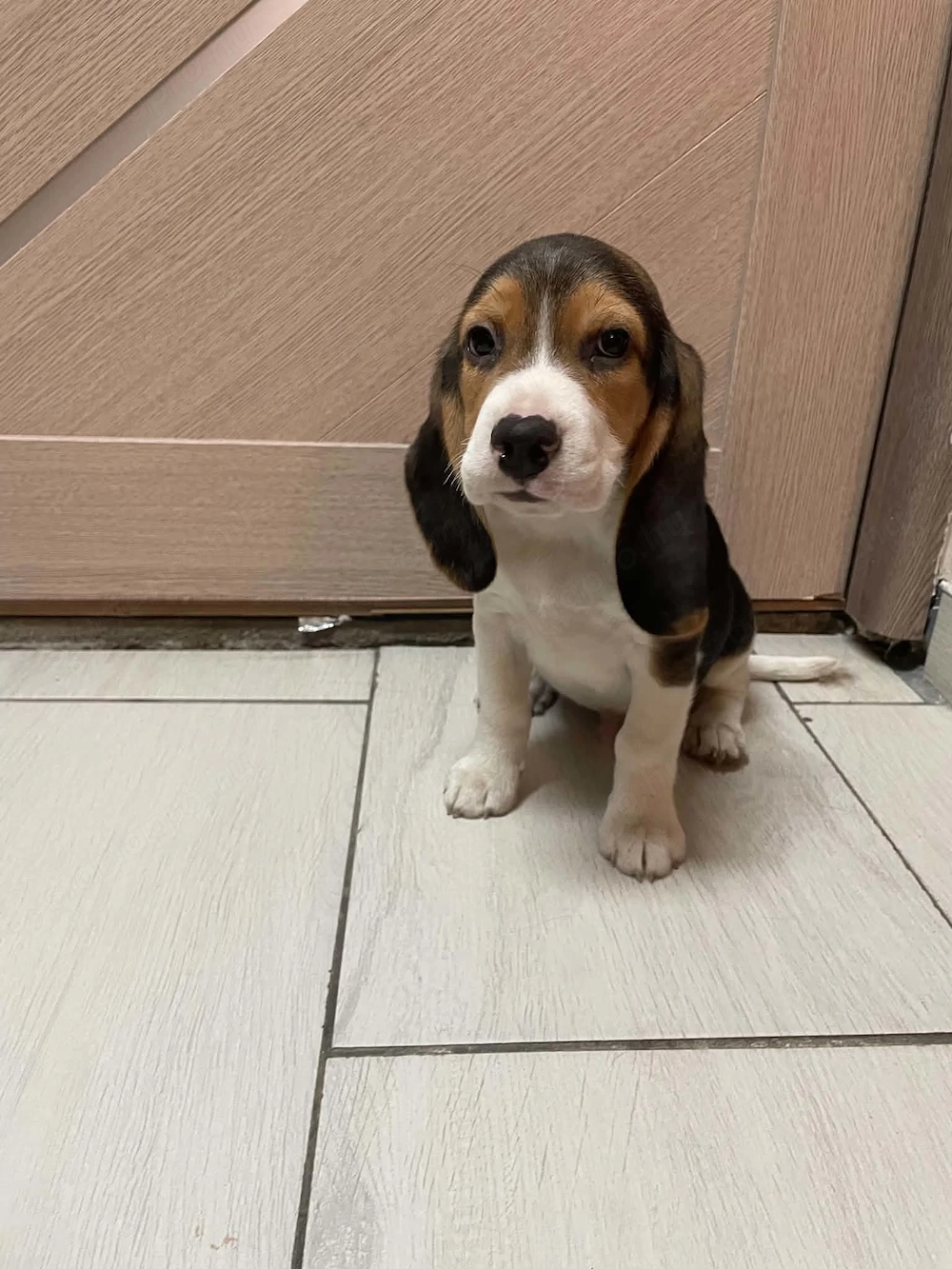 Beagle kisfiú kiskutyák keresik szerető családjukat