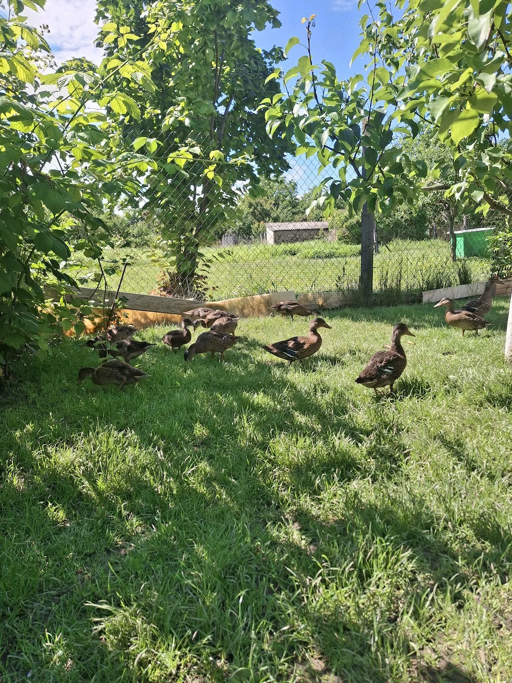 Vadkacsa ( tőkés réce ) növendékek eladók!