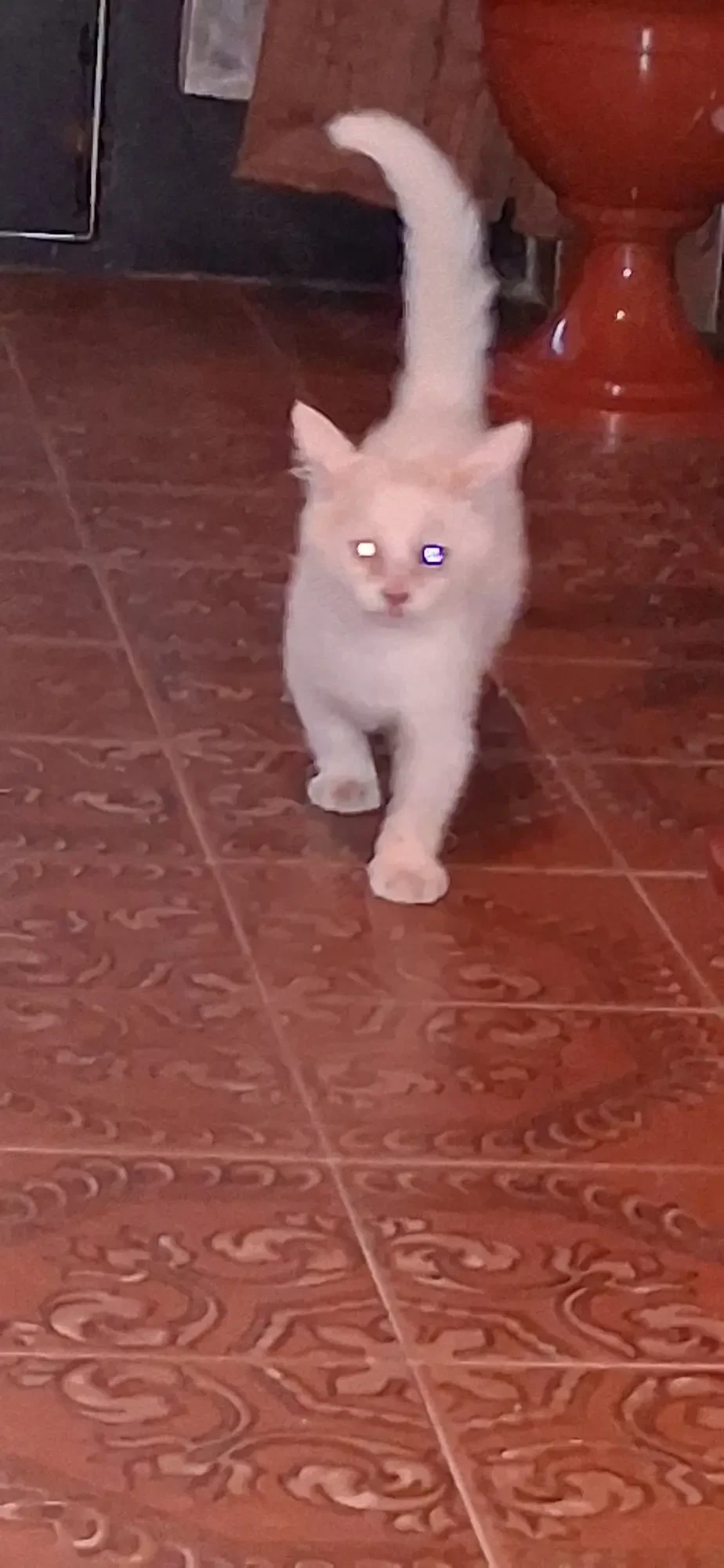 Main coon  keverék cicák 