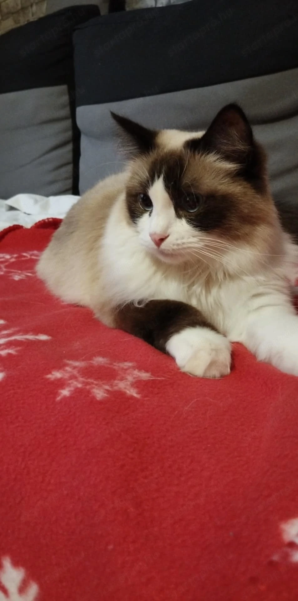 Ivartalanitott Ragdoll cica 