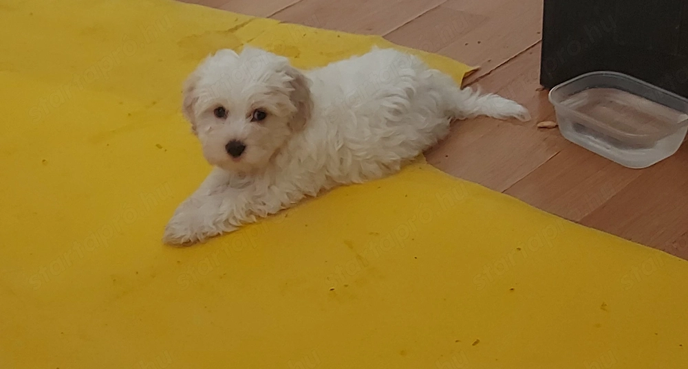 Bichon Havanese 8 hetes kisfiúk