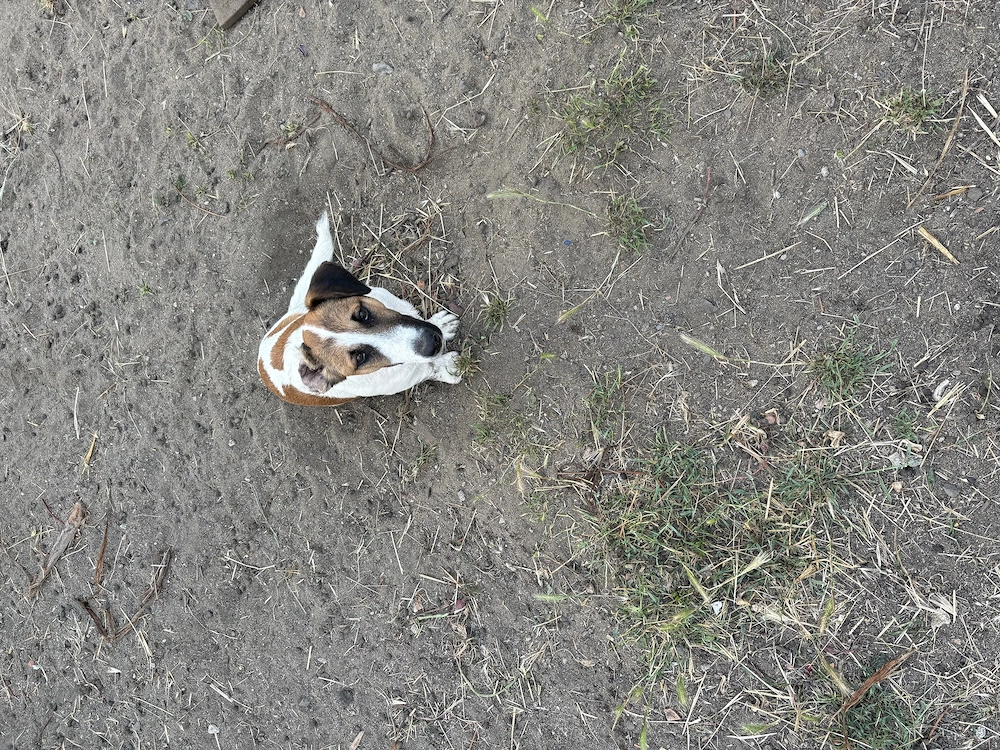 Eladó foxi kutya jászapátin