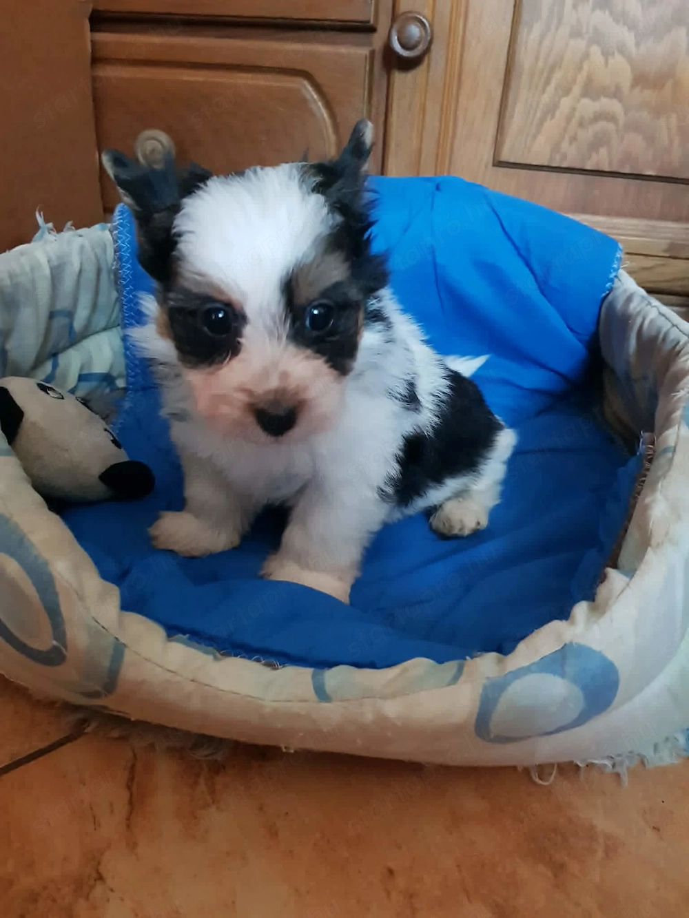 Gyönyörű Biewer Yorki Yorkshire terrier 2 hónapos  kisfiú keresi új szerető családját!