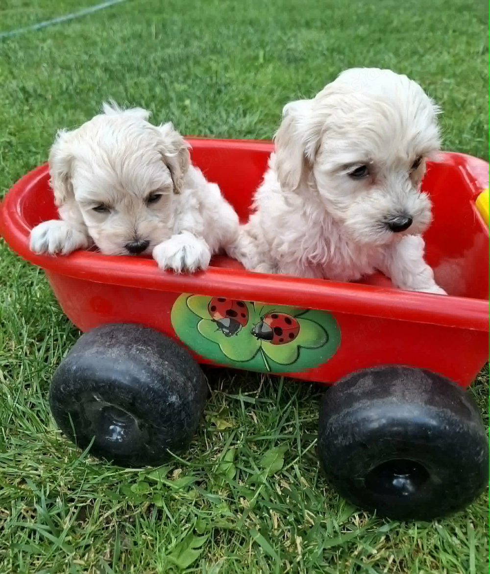 Maltipoo fajtatiszta jellegű kiskutyák foglalhatóak 