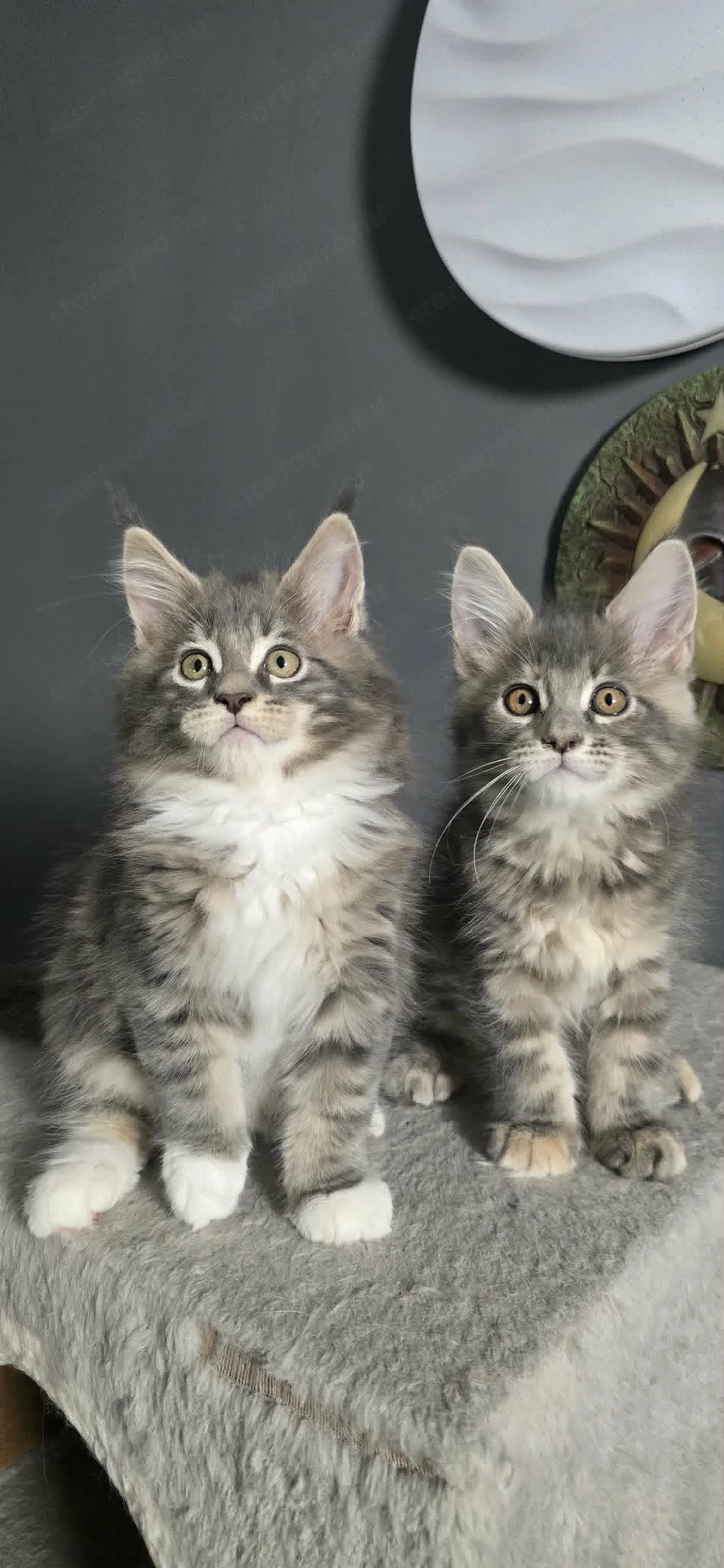 Maine Coon Cicák szerető otthont keresnek!